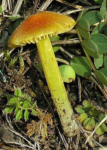 lúčnica Hygrocybe sp.