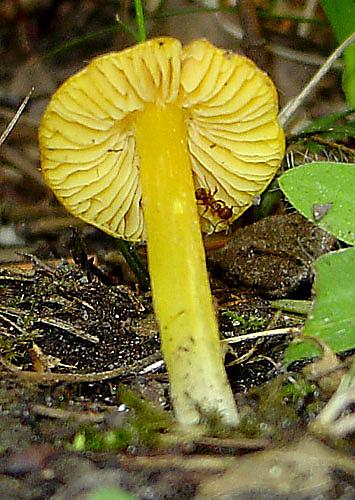 lúčnica Hygrocybe sp.