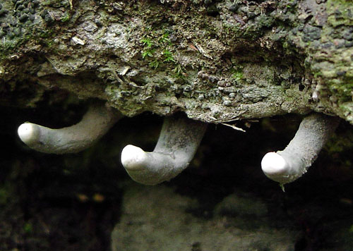 drevnatec Xylaria sp.