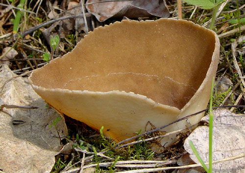 chriapač kalíškovitý Helvella acetabulum (L.) Quél.