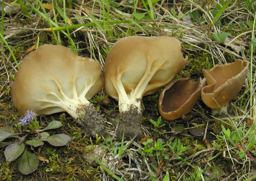 chriapač kalíškovitý Helvella acetabulum (L.) Quél.