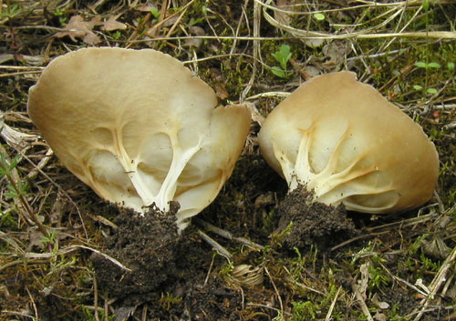 chriapač kalíškovitý Helvella acetabulum (L.) Quél.