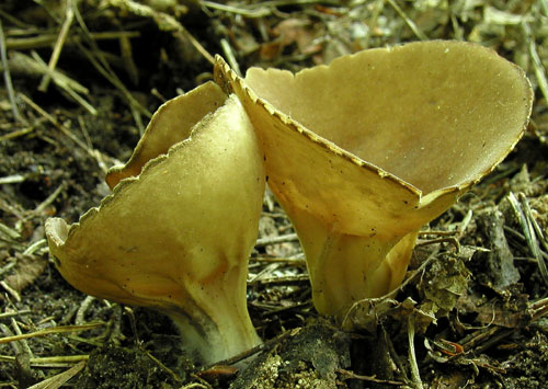 chriapač kalíškovitý Helvella acetabulum (L.) Quél.