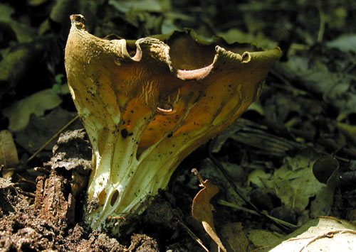 chriapač kalíškovitý Helvella acetabulum (L.) Quél.