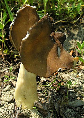 chriapač pieskomilný Helvella leucopus Pers.