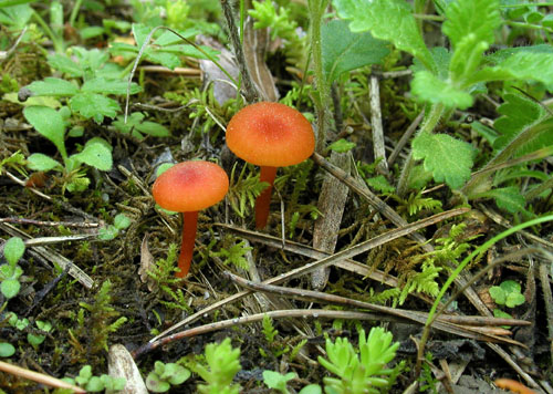 lúčnica vápnomilná Hygrocybe calciphila Arnolds