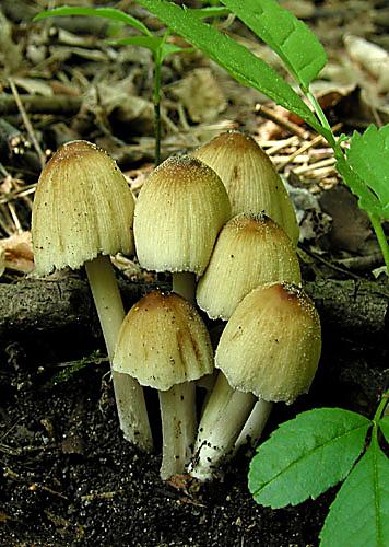 hnojník ligotavý Coprinellus micaceus (Bull.) Vilgalys, Hopple & Jacq. Johnson