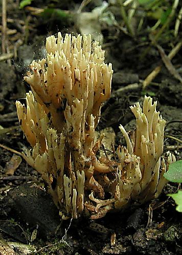 strapačka vzpriamená Ramaria stricta (Pers.) Quél.