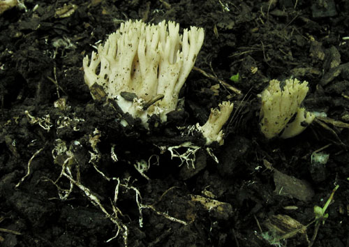 strapačka vzpriamená Ramaria stricta (Pers.) Quél.