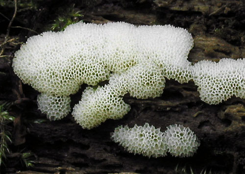 rohačka kríčkovitá Ceratiomyxa fruticulosa var. porioides