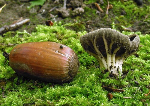 chriapač rebernatý Helvella costifera Nannf.