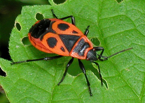 pôdna bzdocha Cifruša bezkrídla Pyrrhocoris apterus