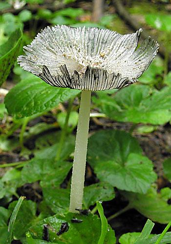 hnojník chlpatý Coprinopsis lagopus (Fr.) Redhead, Vilgalys & Moncalvo