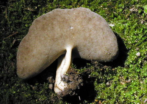 chriapač tmavý Helvella solitaria P. Karst.