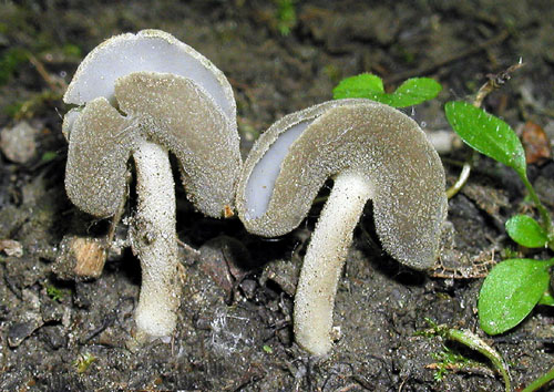 chriapač Helvella sp.