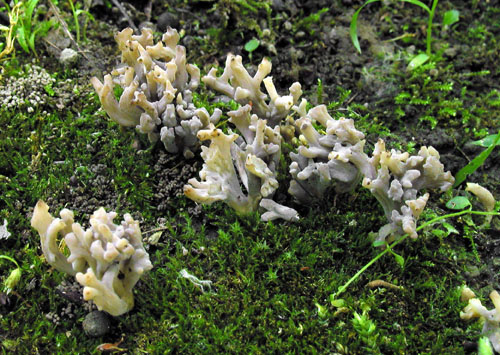 konárovka popolavá Clavulina cinerea (Bull.) J. Schröt.