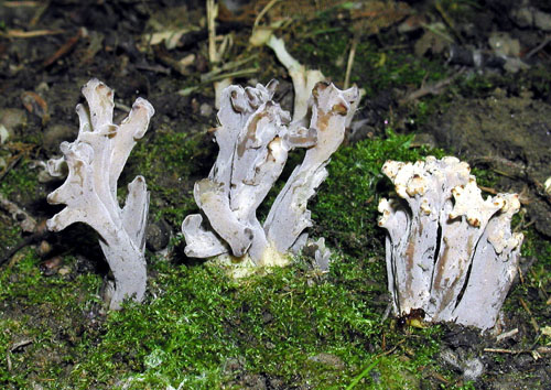 konárovka popolavá Clavulina cinerea (Bull.) J. Schröt.