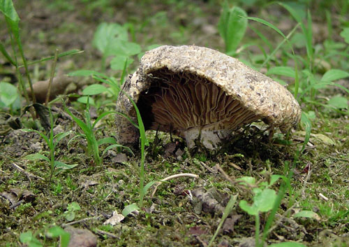 plávka belavá Russula delica Fr.