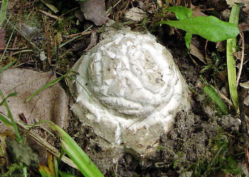 muchotrávka šiškovitá Amanita strobiliformis Gonn. & Rabenh.