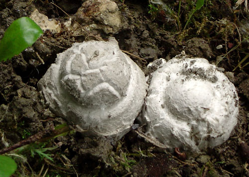 muchotrávka šiškovitá Amanita strobiliformis Gonn. & Rabenh.