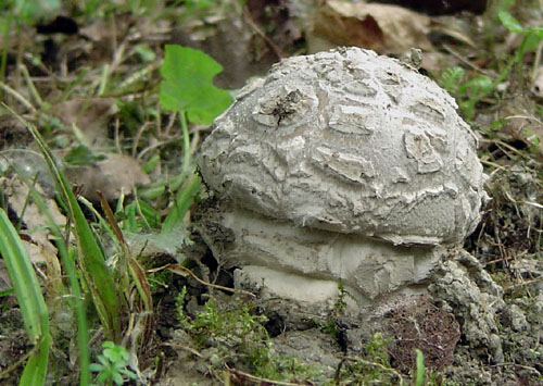 muchotrávka šiškovitá Amanita strobiliformis Gonn. & Rabenh.