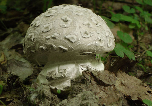 muchotrávka šiškovitá Amanita strobiliformis Gonn. & Rabenh.