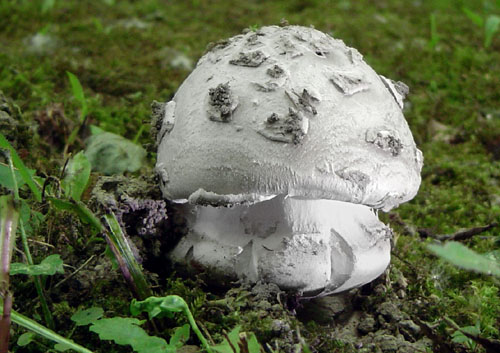 muchotrávka šiškovitá Amanita strobiliformis Gonn. & Rabenh.