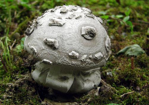 muchotrávka šiškovitá Amanita strobiliformis Gonn. & Rabenh.