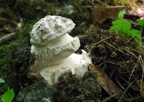 muchotrávka šiškovitá Amanita strobiliformis Gonn. & Rabenh.