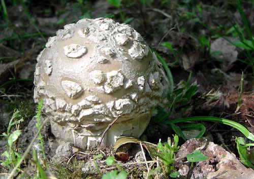 muchotrávka šiškovitá Amanita strobiliformis Gonn. & Rabenh.