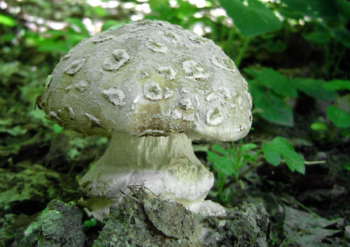 muchotrávka šiškovitá Amanita strobiliformis Gonn. & Rabenh.