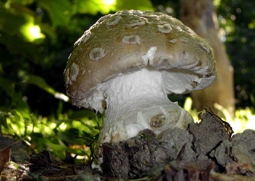 muchotrávka šiškovitá Amanita strobiliformis Gonn. & Rabenh.