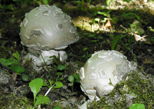 muchotrávka šiškovitá Amanita strobiliformis Gonn. & Rabenh.