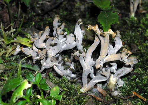 konárovka popolavá Clavulina cinerea (Bull.) J. Schröt.