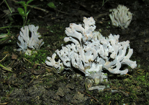 konárovka popolavá Clavulina cinerea (Bull.) J. Schröt.