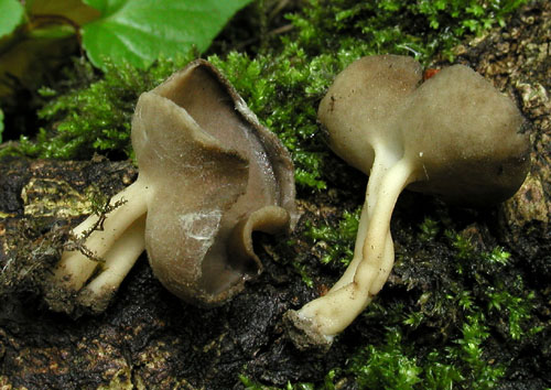 chriapač tmavý Helvella solitaria P. Karst.