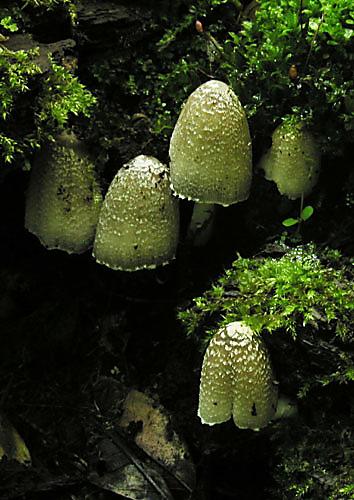 hnojník Strossmayerov Coprinus Strossmayeri Schulzer