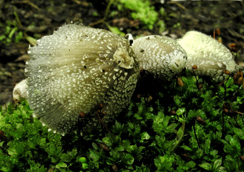 hnojník Strossmayerov Coprinus Strossmayeri Schulzer