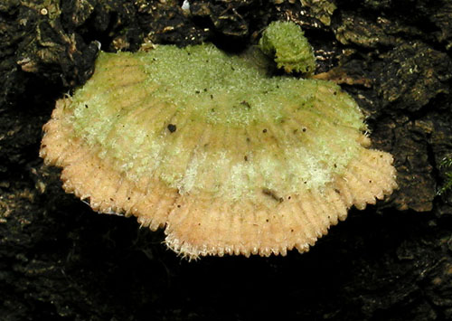 klanolupeňovka obyčajná Schizophyllum commune Fr.