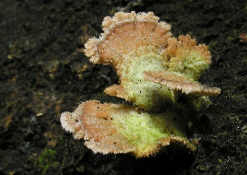 klanolupeňovka obyčajná Schizophyllum commune Fr.