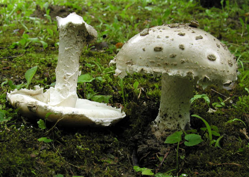 muchotrávka šiškovitá Amanita strobiliformis Gonn. & Rabenh.