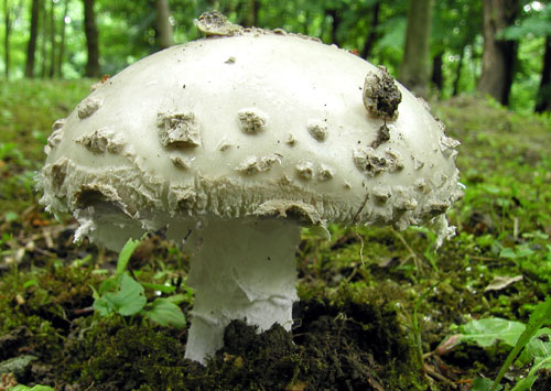 muchotrávka šiškovitá Amanita strobiliformis Gonn. & Rabenh.