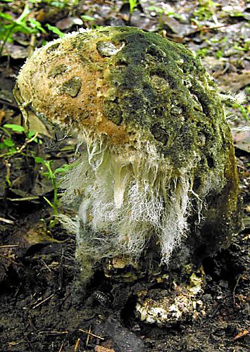 muchotrávka šiškovitá Amanita strobiliformis Gonn. & Rabenh.