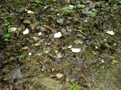 muchotrávka šiškovitá Amanita strobiliformis Gonn. & Rabenh.