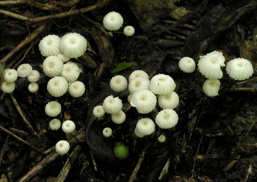 tanečnica golierikovitá Marasmius rotula (Scop.) Fr.