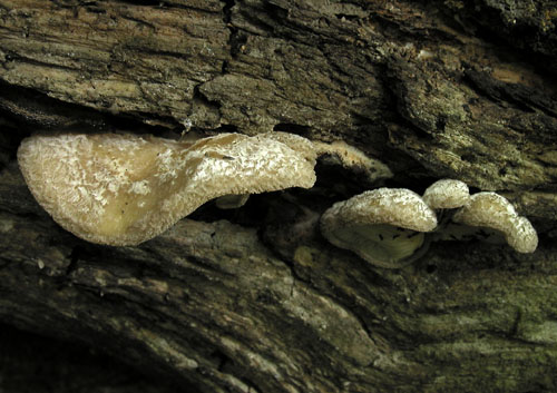 lastúrka plstnatá Hohenbuehelia mastrucata (Fr.) Singer