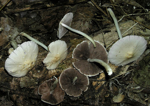 drobuľka Candolleova Psathyrella candolleana (Fr.) Maire