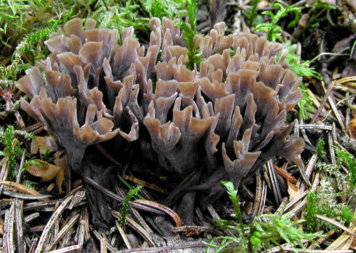 plesňovka smradľavá Thelephora palmata (Scop.) Fr.