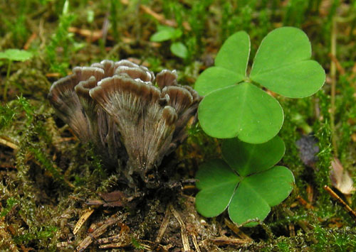 plesňovka smradľavá Thelephora palmata (Scop.) Fr.