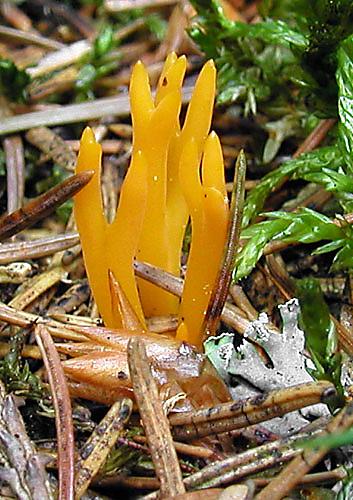 parôžkovec lepkavý Calocera viscosa (Pers.) Fr.